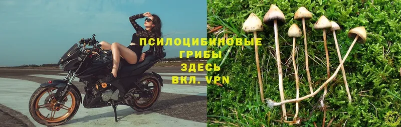 mega зеркало  сколько стоит  Рыбинск  Псилоцибиновые грибы Psilocybe 